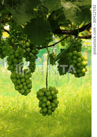 Shine Muscat Shine Muscat 80412592