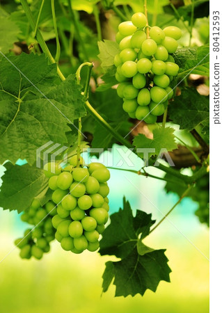Shine Muscat Shine Muscat 80412593