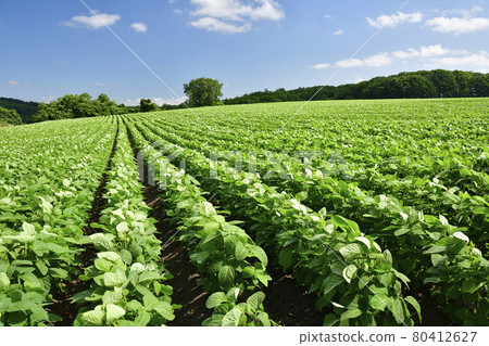 Photographing the scenery of a lush soybean field in Assabu, Hokkaido in the summer Photographing the scenery of a lush soybean field in Assabu, Hokkaido in the summer 80412627