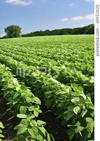 Photographing the scenery of a lush soybean field in Assabu, Hokkaido in the summer 80412628