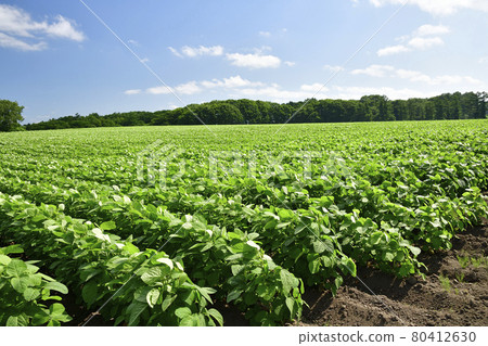 拍攝夏季北海道淺茶生豆田的景色 80412630
