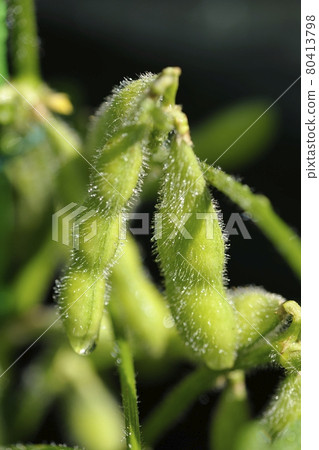 Green soybeans with dripping water taken outdoors 80413798