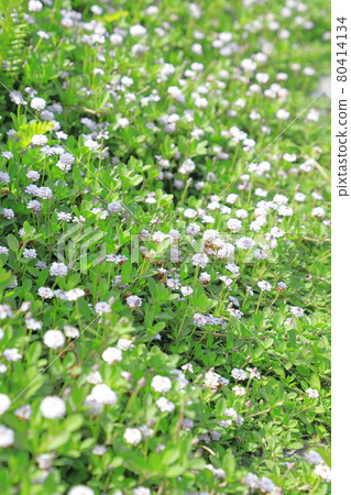 Lippia (Himei Wadareso) flower Lippia (Himei Wadareso) flower 80414134