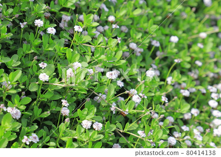 利皮亞 (Himei Wadareso) 花 利皮亞 (Himei Wadareso) 花 80414138