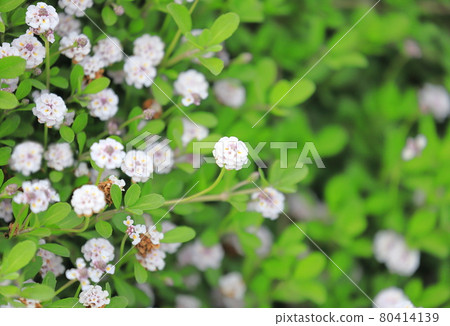 利皮亞 (Himei Wadareso) 花 利皮亞 (Himei Wadareso) 花 80414139