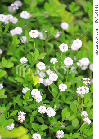 利皮亞 (Himei Wadareso) 花 利皮亞 (Himei Wadareso) 花 80414141