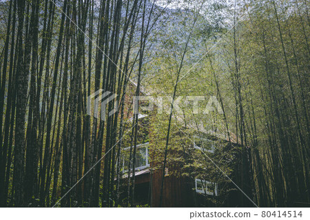 Bamboo grove Bamboo grove 80414514