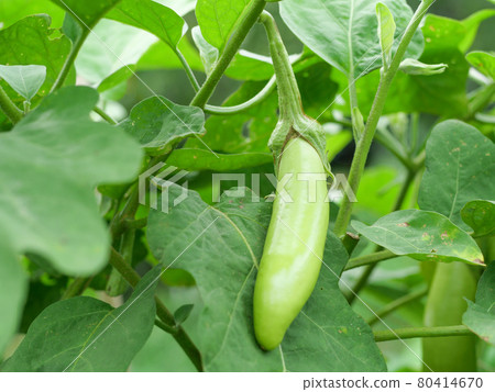 菜園裡的白茄子 菜園裡的白茄子 80414670