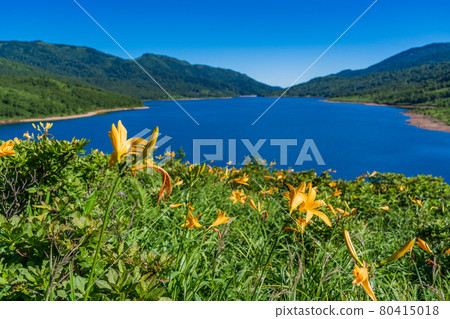 (群馬縣) 喜色盛開的夏天的望里湖 80415018