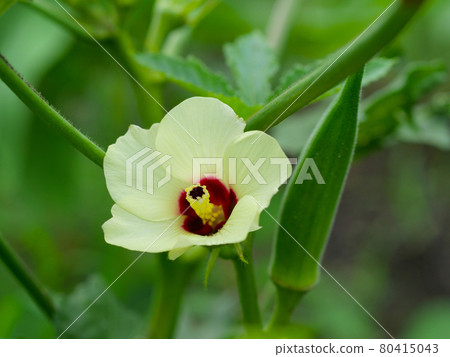秋葵的花和果實 秋葵的花和果實 80415043