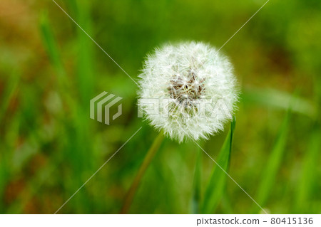 White dandelion on a background of green grass White dandelion on a background of green grass 80415136