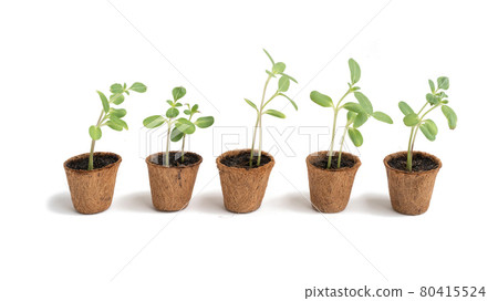 Sunflowers seedling growing in a pot with soil. Plants trees germination isolated on white background. Sunflowers seedling growing in a pot with soil. Plants trees germination isolated on white background. 80415524