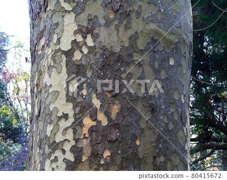 Suzuki kenoki 80415672