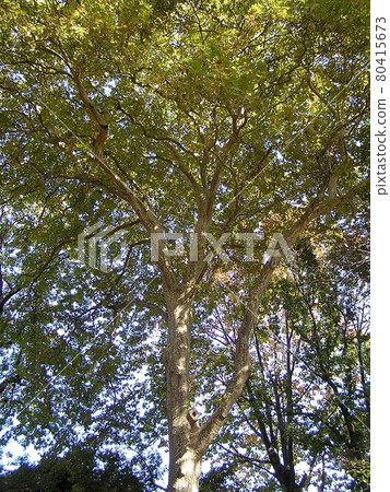 Suzuki kenoki 80415673