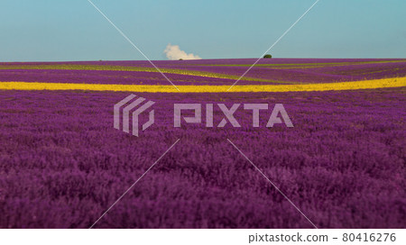 purple lavender field with strip of yellow wheat 80416276