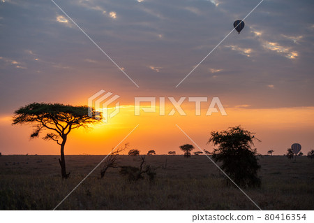 African savanna landscape at sunset 80416354