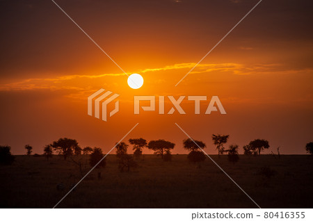 African savanna landscape at sunset African savanna landscape at sunset 80416355
