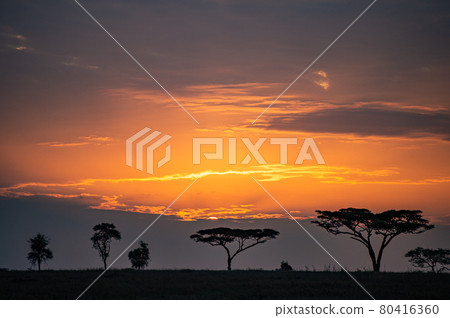日落時的非洲大草原景觀 80416360