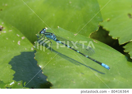 水邊的Itatombo 水邊的Itatombo 80416364