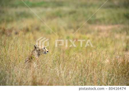 棲息在非洲大草原的獵豹 80416474