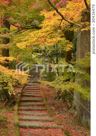 [京都府] 京都府南灘市龍園寺秋葉 80416479