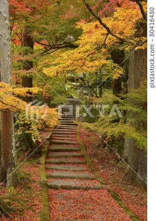 [京都府] 京都府南灘市龍園寺秋葉 80416480