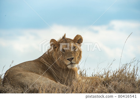休息在非洲大草原的公獅子 休息在非洲大草原的公獅子 80416541