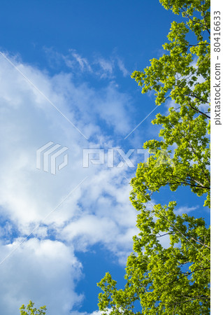 Green leaves and sky background. Fresh green Green leaves and sky background. Fresh green 80416633
