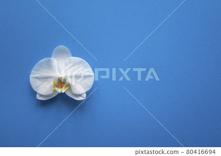 Orchid flower on trendy blue color Orchid flower on trendy blue color 80416694