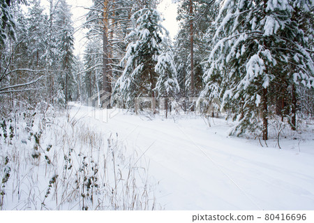 Ski track in the forest Ski track in the forest 80416696