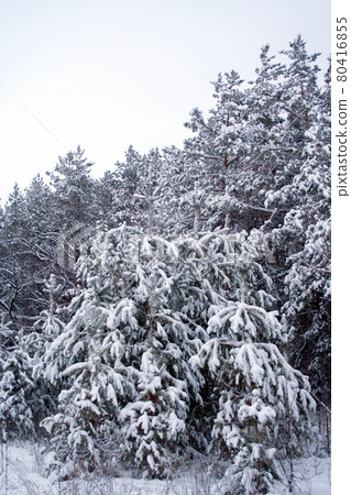 Snow covered pines Snow covered pines 80416855