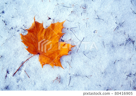 Maple leaf on snow Maple leaf on snow 80416905