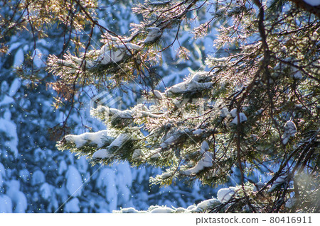 Lush fir branches covered Lush fir branches covered 80416911