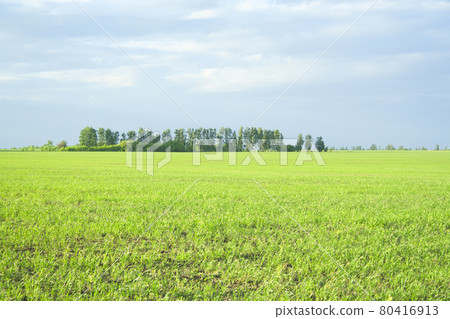 Evening cloudy day landscape of spacious field. Sunset on golden field on orange and green 80416913