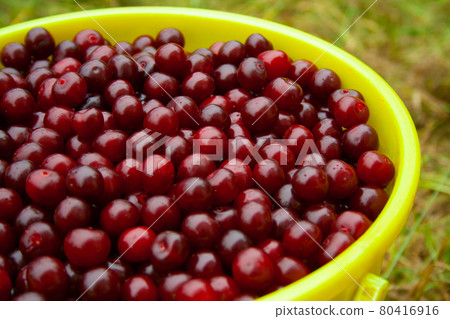 fresh red cherry fresh red cherry 80416916