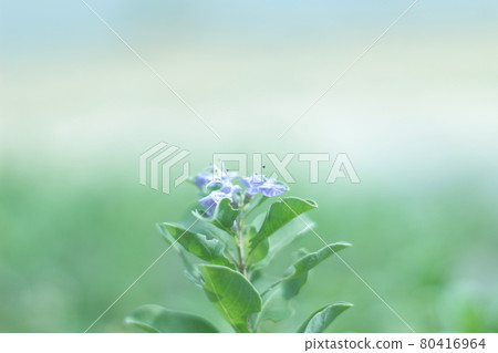 花 花 80416964