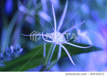 Spider Lily Spider Lily 80416972