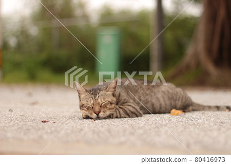 Sleeping cat 80416973