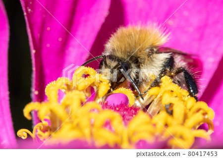 A bumble-bee collecting pollen in a violet flower. A humble-bee working on a garden flower. 80417453