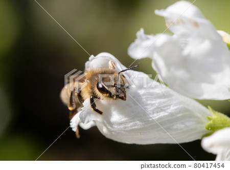 A bee peeks out of a white flower. A bee working on a garden flower. A bee peeks out of a white flower. A bee working on a garden flower. 80417454