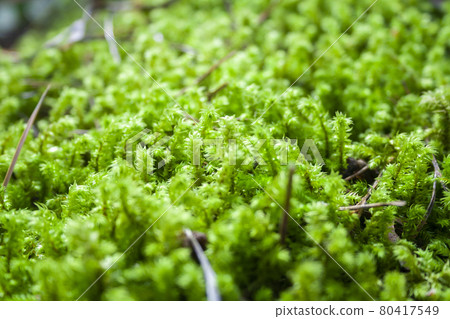 Beautiful detailed green moss 80417549