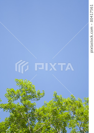 leaves and sky background leaves and sky background 80417561