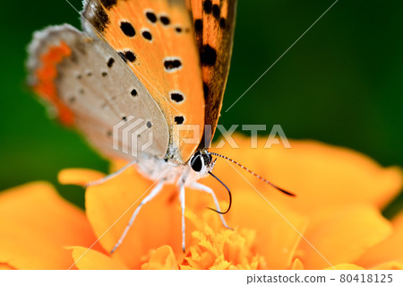 Bennisimi Bennisimi 80418125