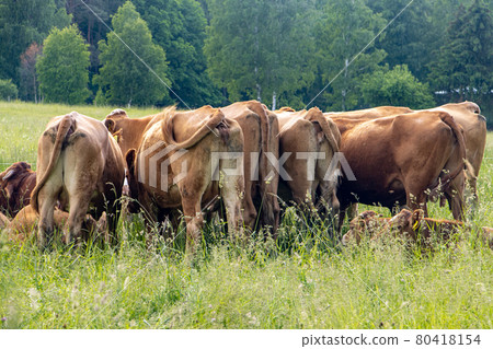 Back of a herd of cows on a green field 80418154
