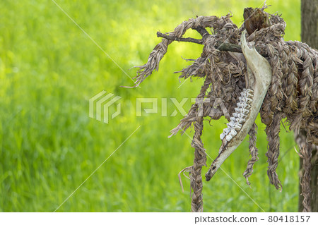 View of animal jaws attached to a structure made of natural materials 80418157
