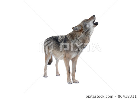 howling gray wolf isolated on white background 80418311