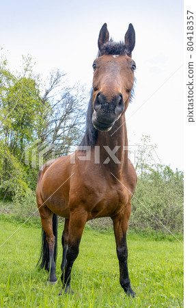The horse of the thoroughbred breed stands in nature. 80418357