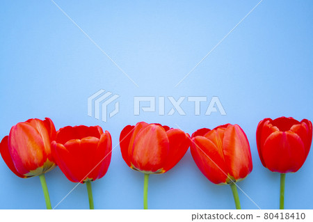 Beautiful red tulips top view on trendy Beautiful red tulips top view on trendy 80418410