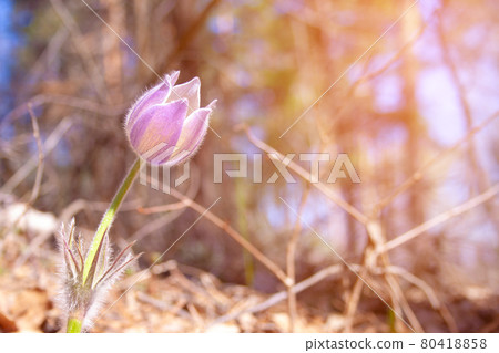 Beautiful spring purple flower 80418858