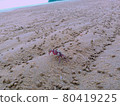 crab  80419225